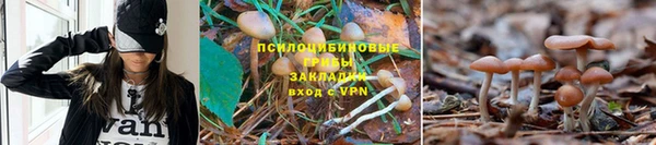 прущие грибы Алексеевка